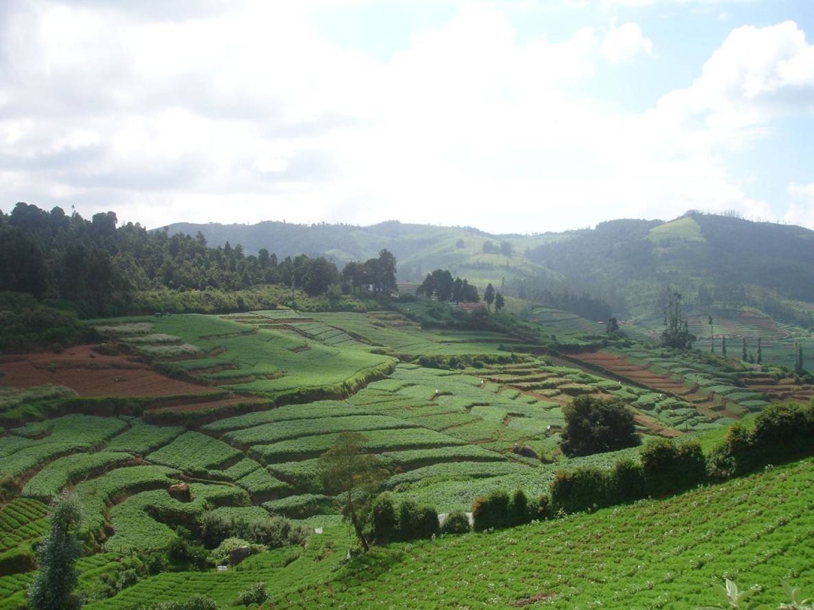 taj ooty