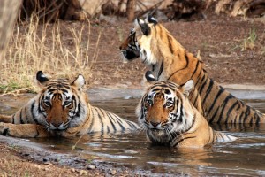 Triangle Tour & Wildlife Package By Tour My India