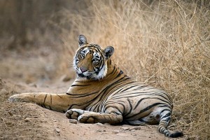 Jaipur & Ranthambore Tour Package