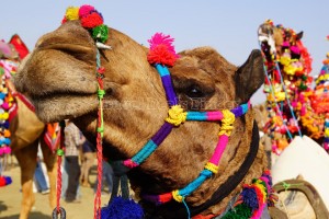 Divine Rajasthan from Thomas Cook