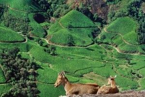 Weekend In Munnar Tour Package By Via