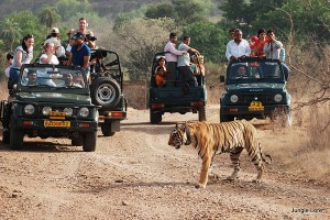 Rajasthan Safari Tour Package by Flamingo Travels