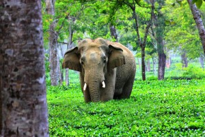 Assam Wildlife Tour Package By Ansuman Travel