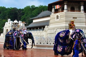 Sri Lanka Paradise Tour Package By Pack N Go Holidays