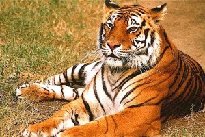 Wildlife Tour of India Tour Package