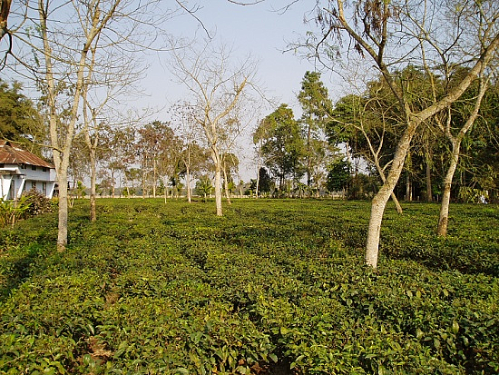 Jorhat Tea Garden