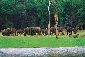 Wildlife of Kerala