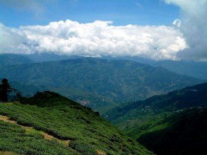 Darjeeling Teafields