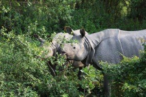 The Rhino Land Kaziranga