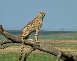 Masai Mara Chitah
