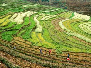 Pelling Rice Fields