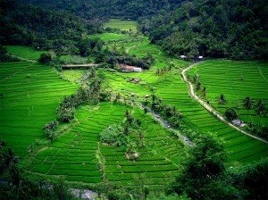 balis rice terraces