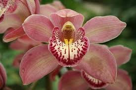 Orchid-Sanctuary
