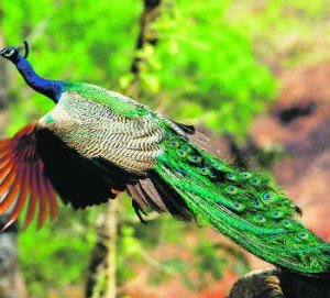 Manas National Park Bird