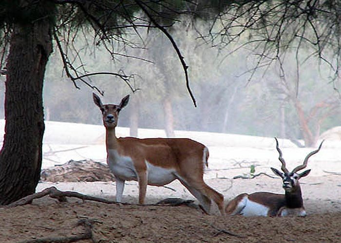 Gujarat--Black-Buck-National-Park,Bhavnagar