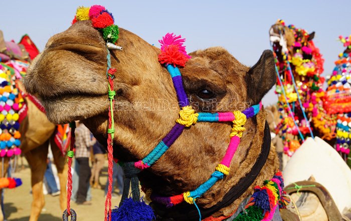 Pushkar Fair Camel