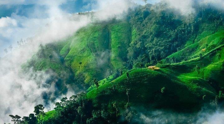 Nilgiri(blue mountain)