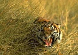 Sunderbans Tiger