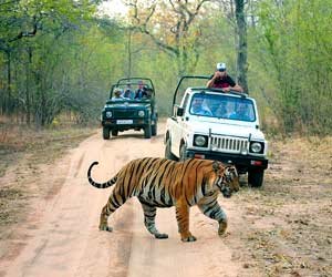 india-wildlife-tour