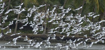 Kumarakom Birds Sanctuary