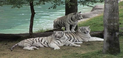 Nandan Zoological Park