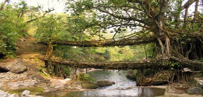 Single Decker Living Root Bridge