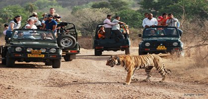 Ranthambore jungle safari