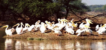Bharatpur Birds Sanctuary