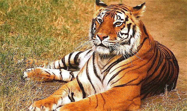 Wildlife of India