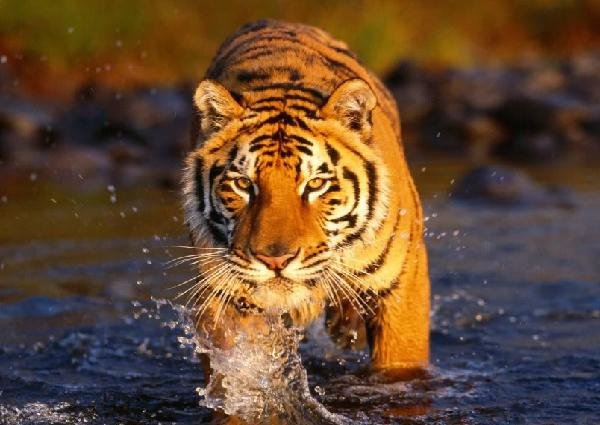 A bengal tiger inside the sariska national park