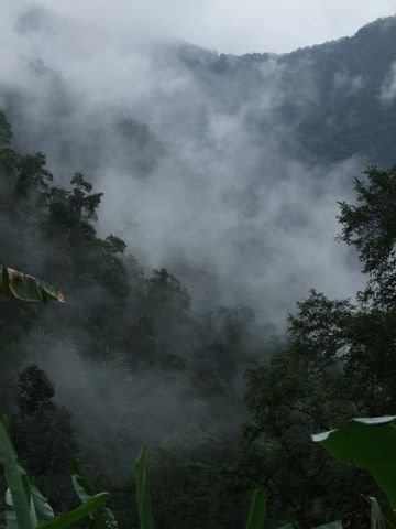 Bomdila Misty forests