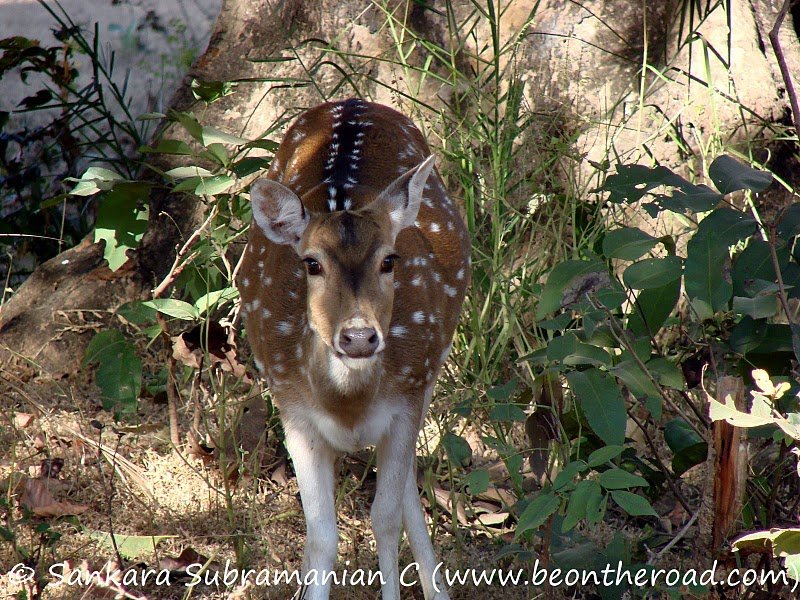 Deer in Pench