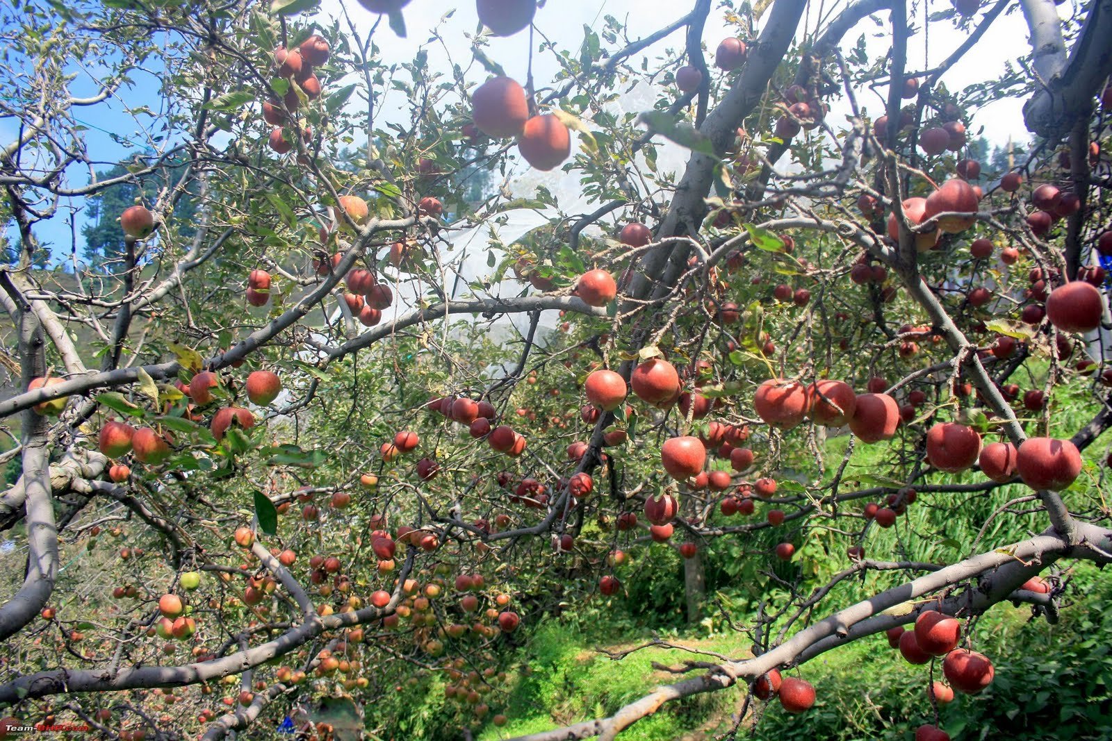 Kinnaur Apples