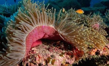 Lakshadweep Coral Reef