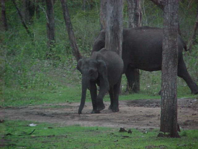 Muthanga Wild Life Sanctuary