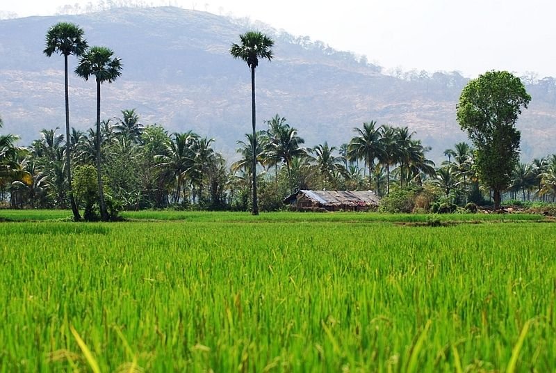 Paddy fields in Palakkad