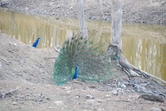 Peacock Dance