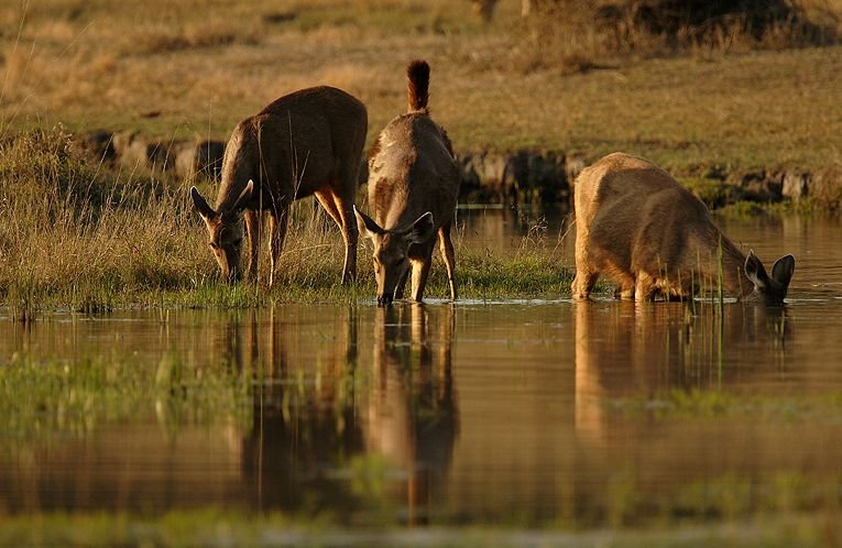 Pench national park wildlife