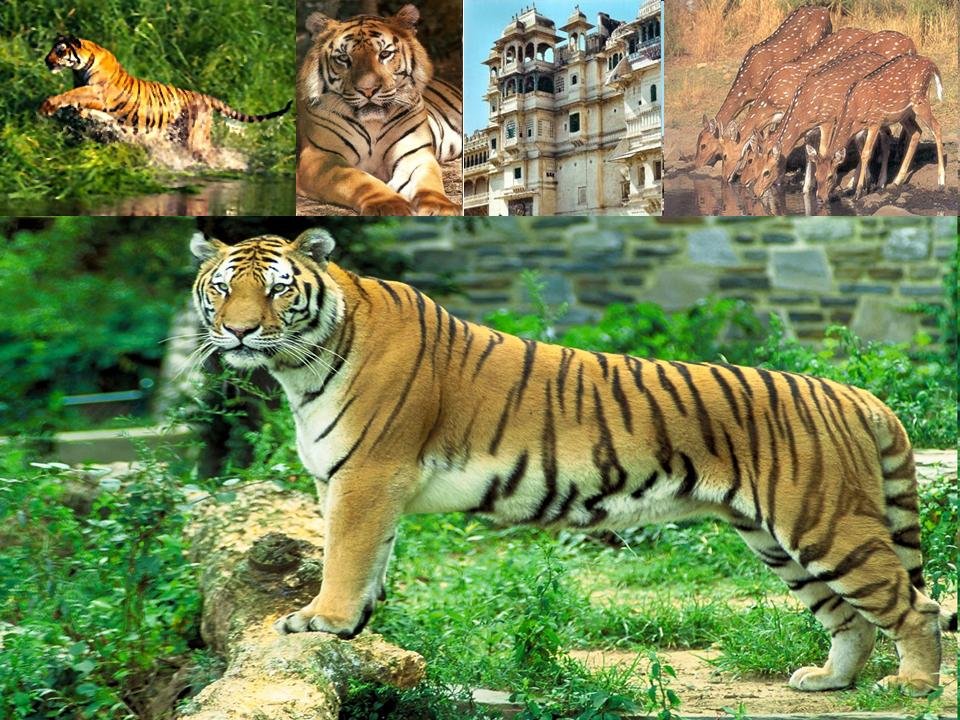 Sariska Tiger Reserve