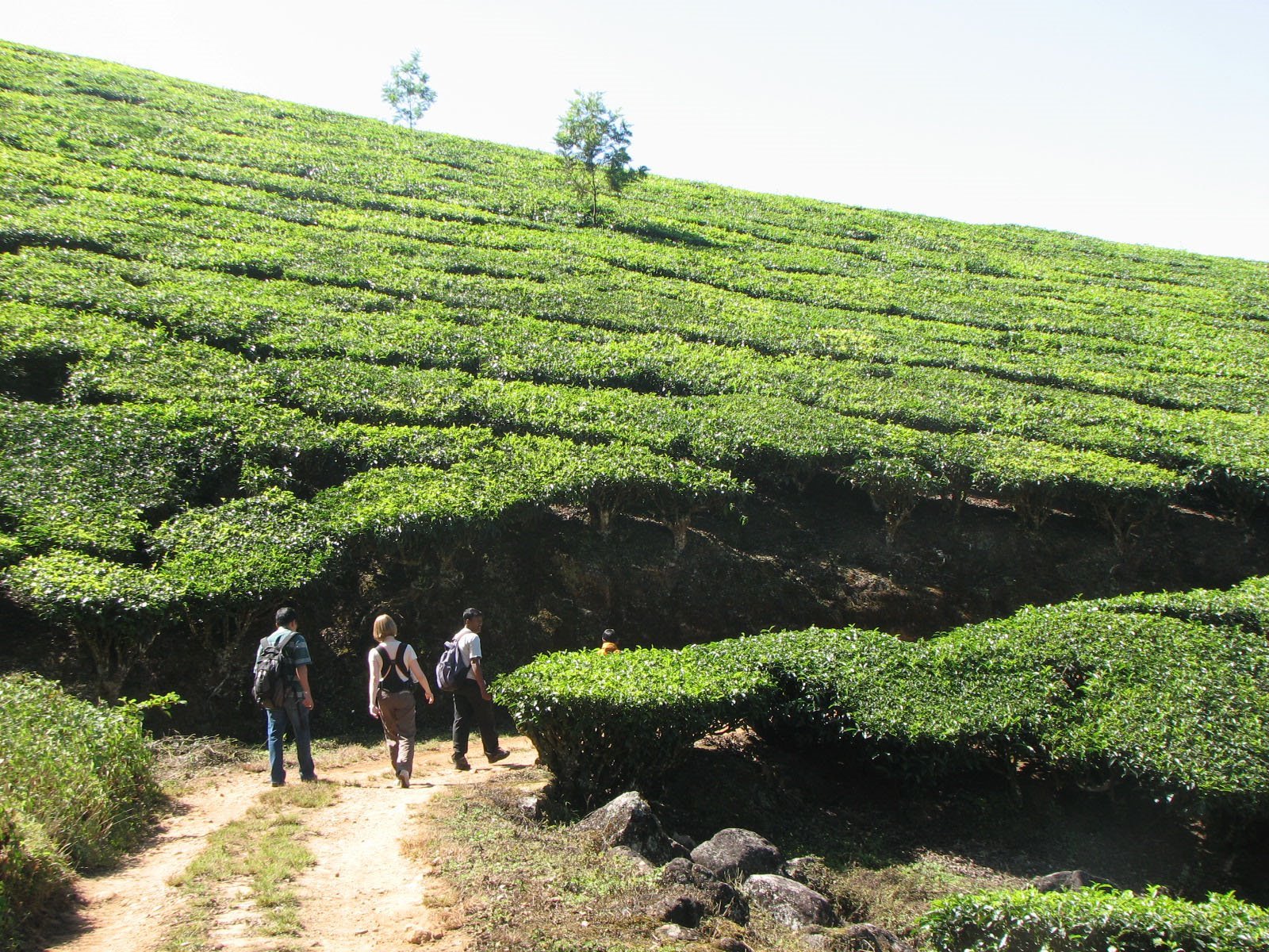 Visit Munnar Tea Garden