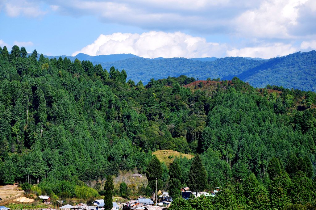 Ziro Valley View