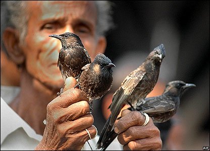 Birds During Bulbul Fights At Hajo