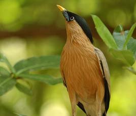 Birds in Pench