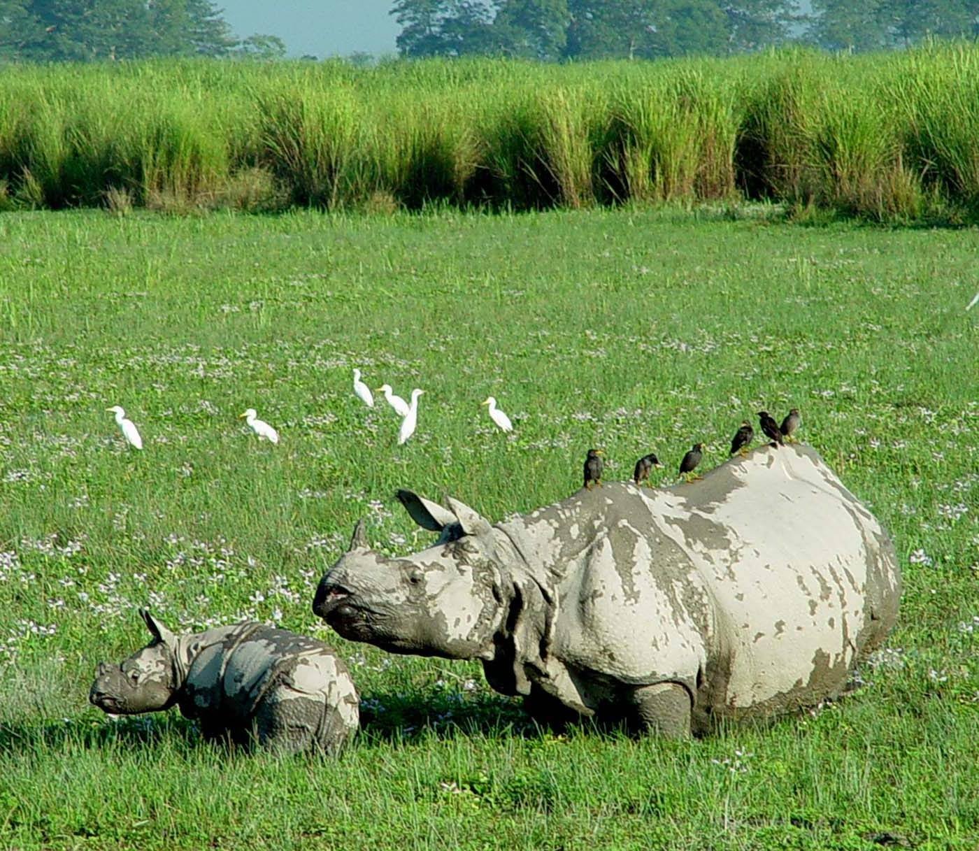 kaziranga travel blog